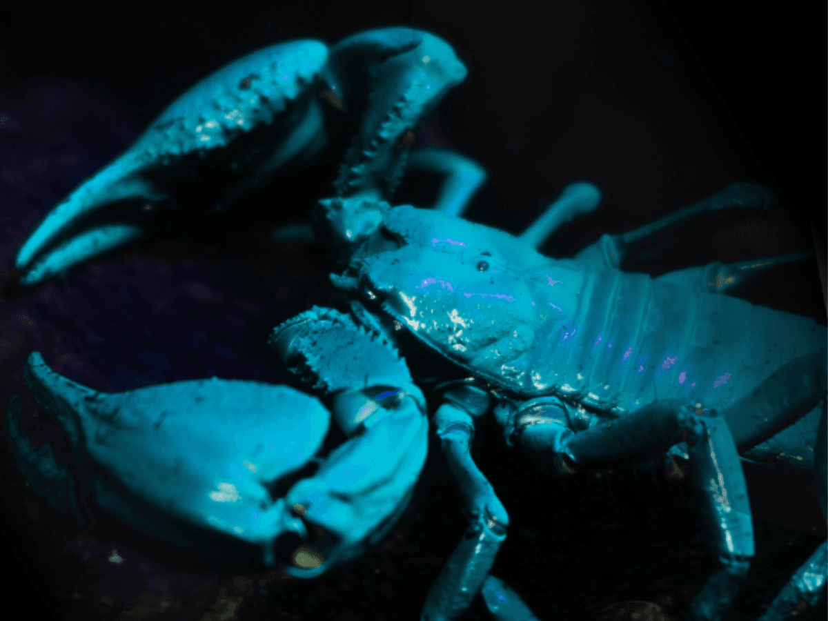 Meet the Keeper: Curious Crawlies at Victoria Butterfly Gardens