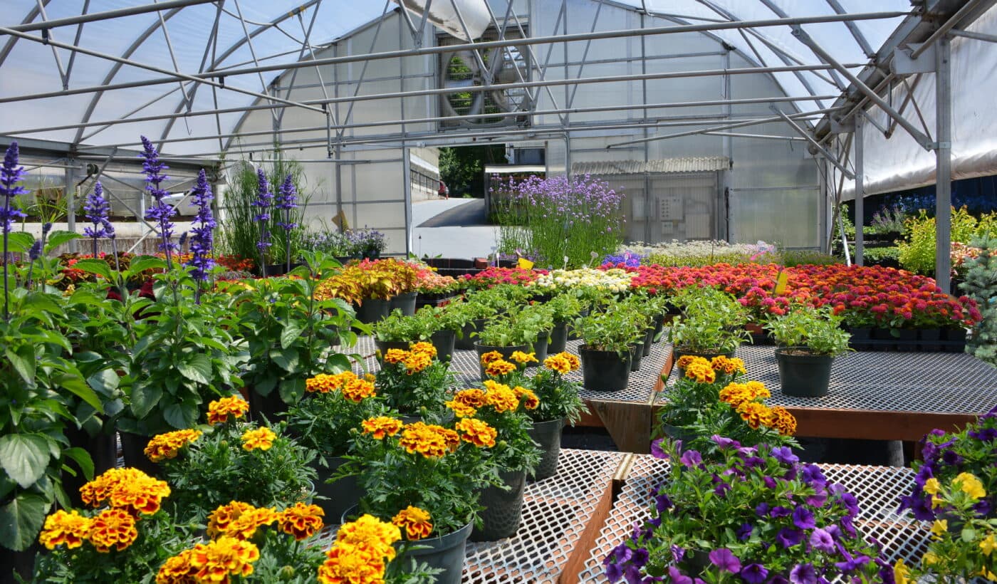 The Butchart Gardens: Greenhouse Tours at The Butchart Gardens