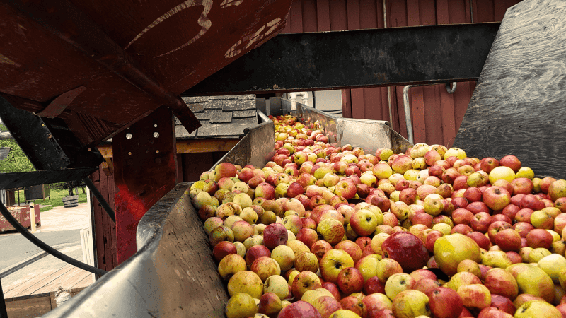 Apple Pressing at Merridale at Merridale Cidery & Distillery