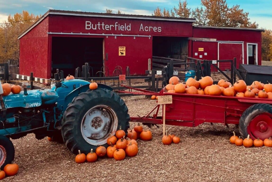 Harvest Pumpkin Fest at Butterfield Acres Petting Farm