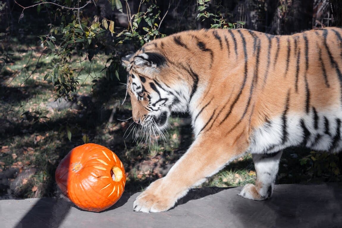 ZooBOO at Wilder Institute's Calgary Zoo