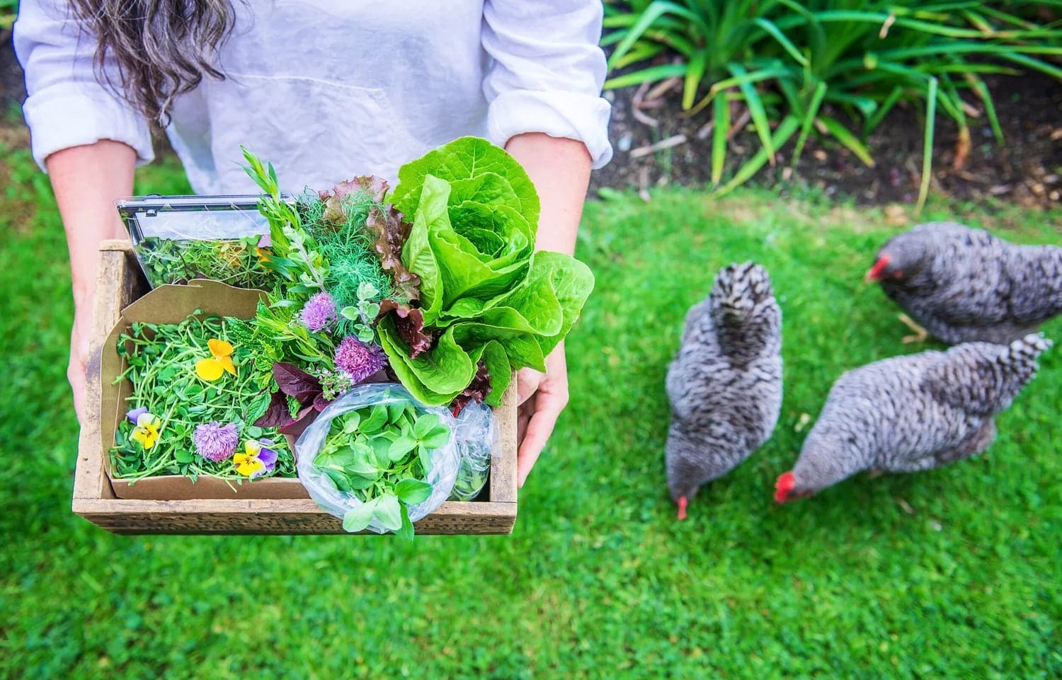 Early Girl Urban Farm in Nanaimo · Vancouver Island