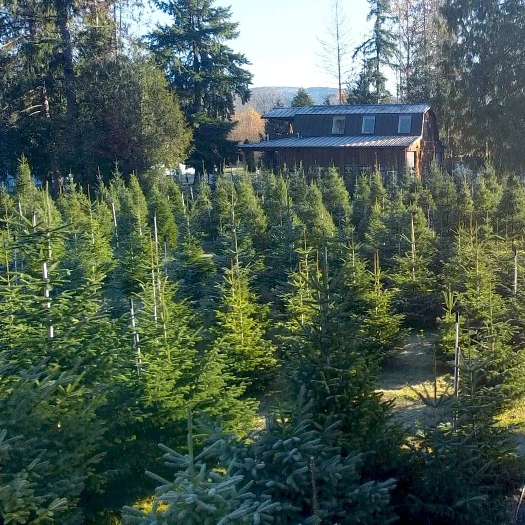 Murphy's Orchard in Coquitlam