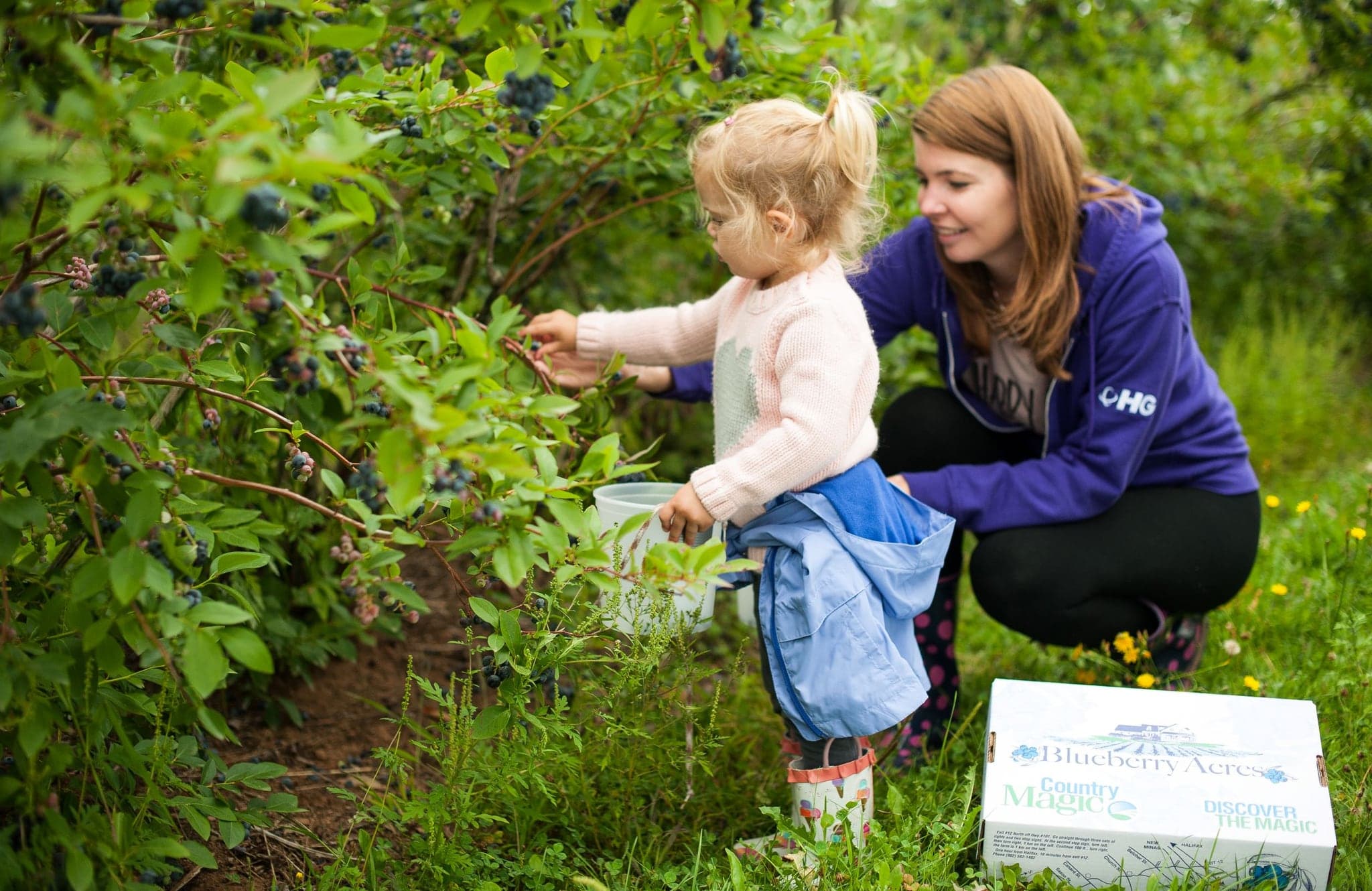 Vital Berry Farms in Wolfville