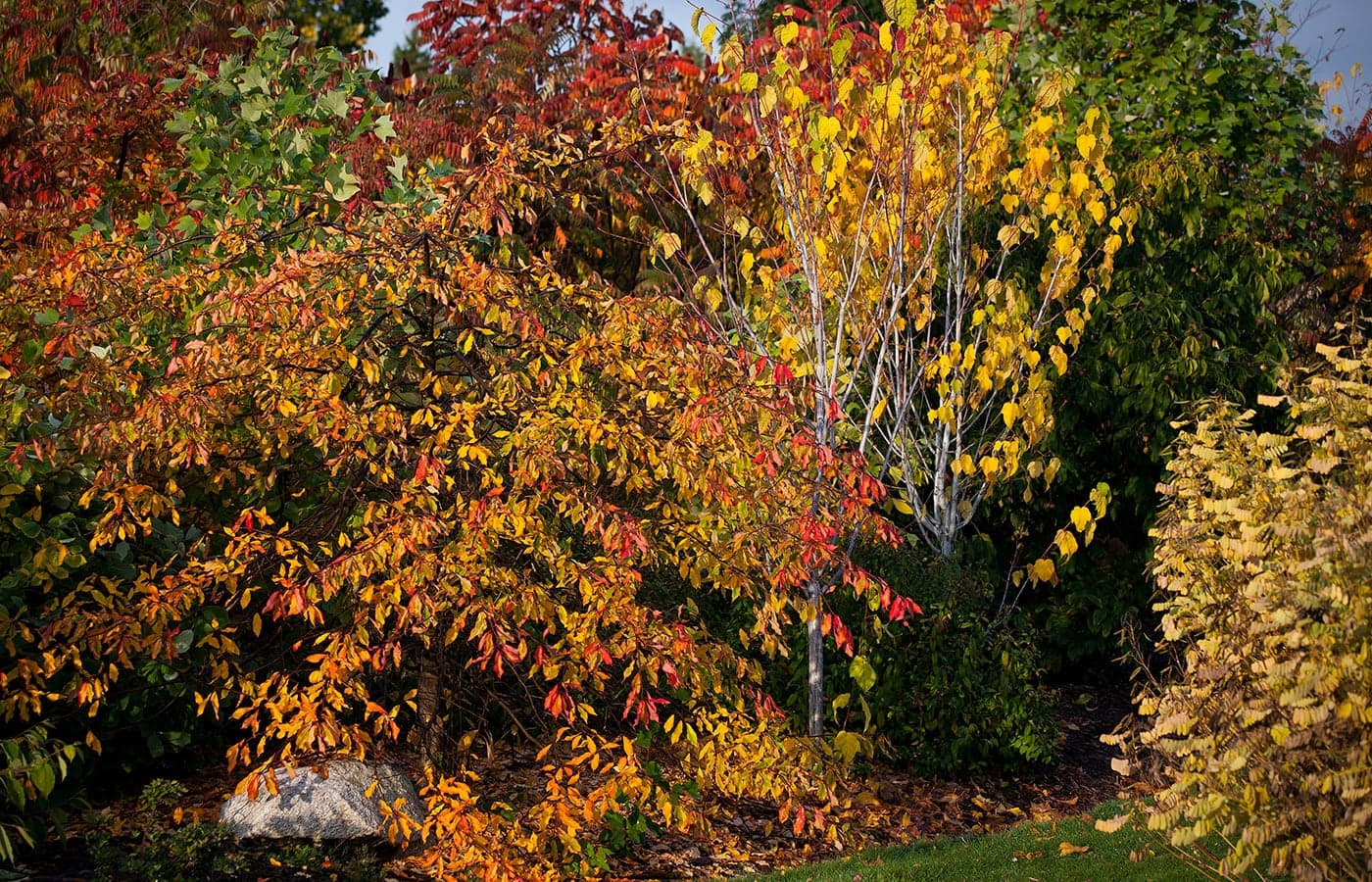 Carolinian Forest Garden in Vancouver · Metro Vancouver