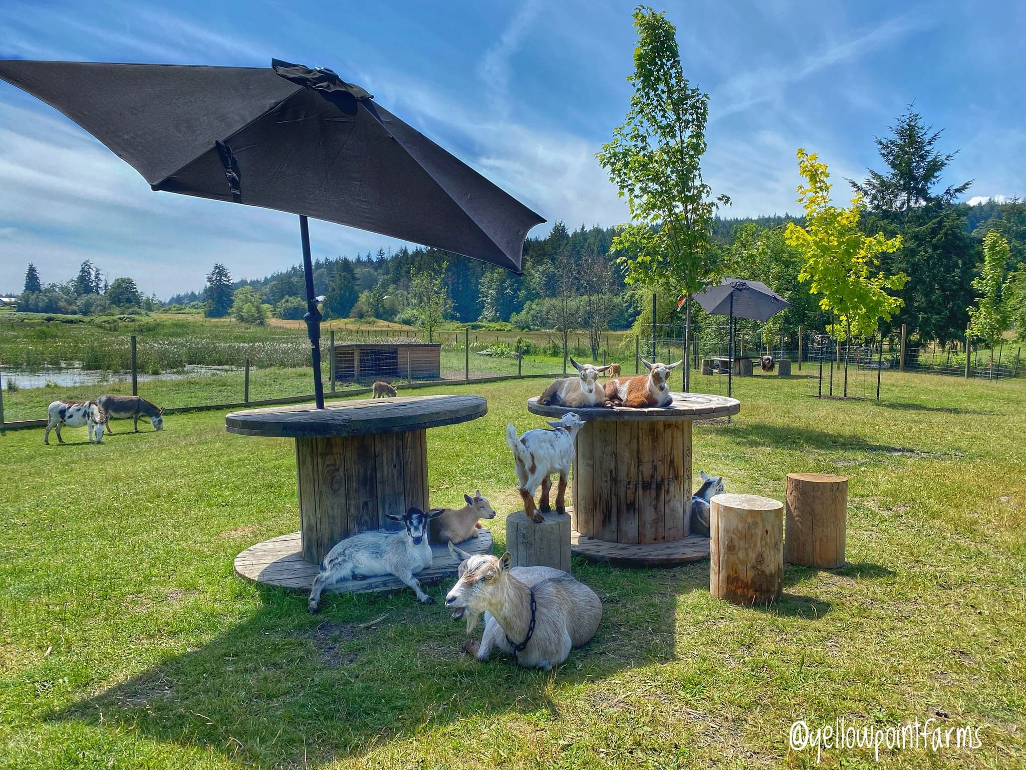 Yellow Point Farms Ltd. in Chemainus
