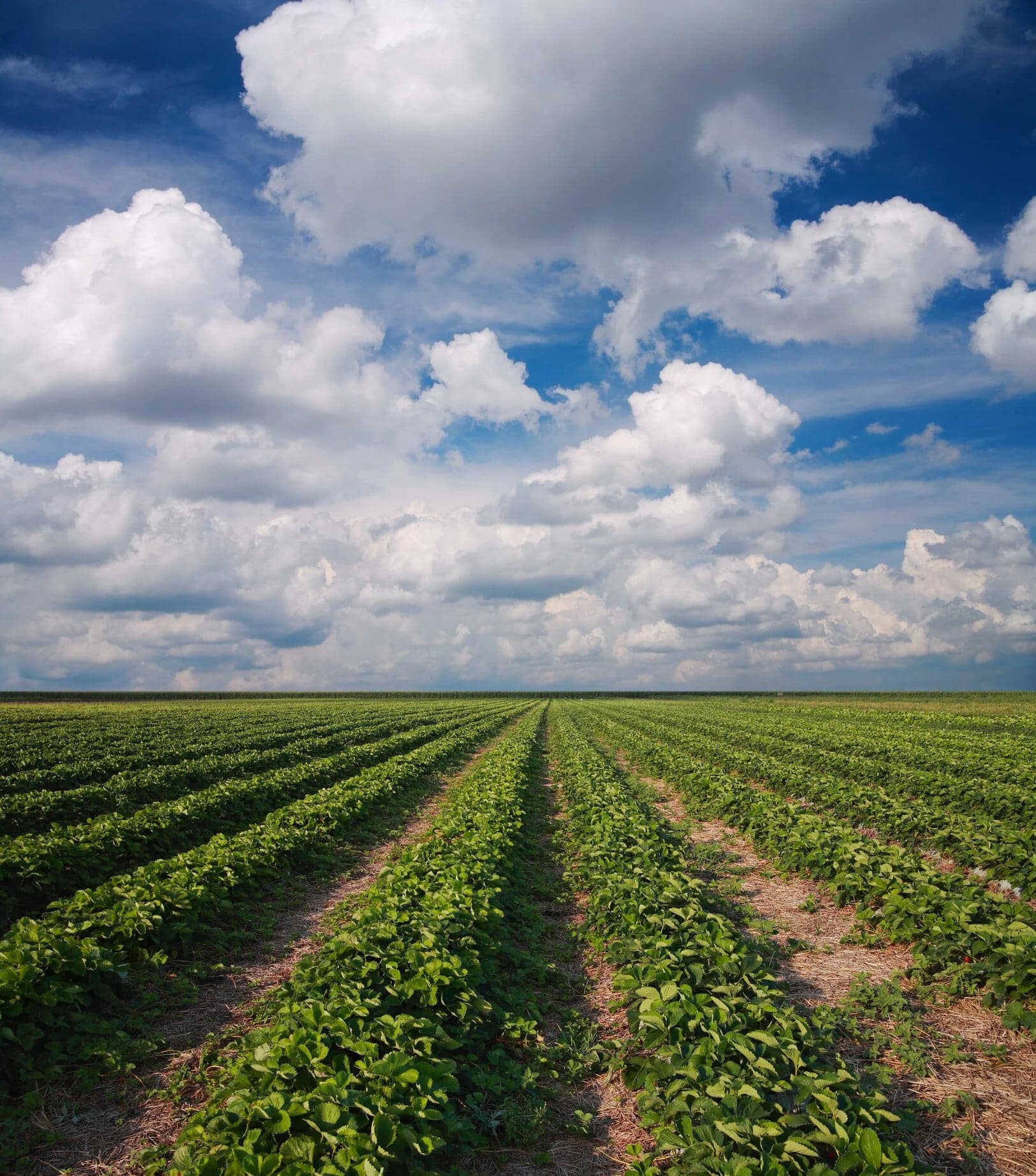 Surrey Farms in Surrey