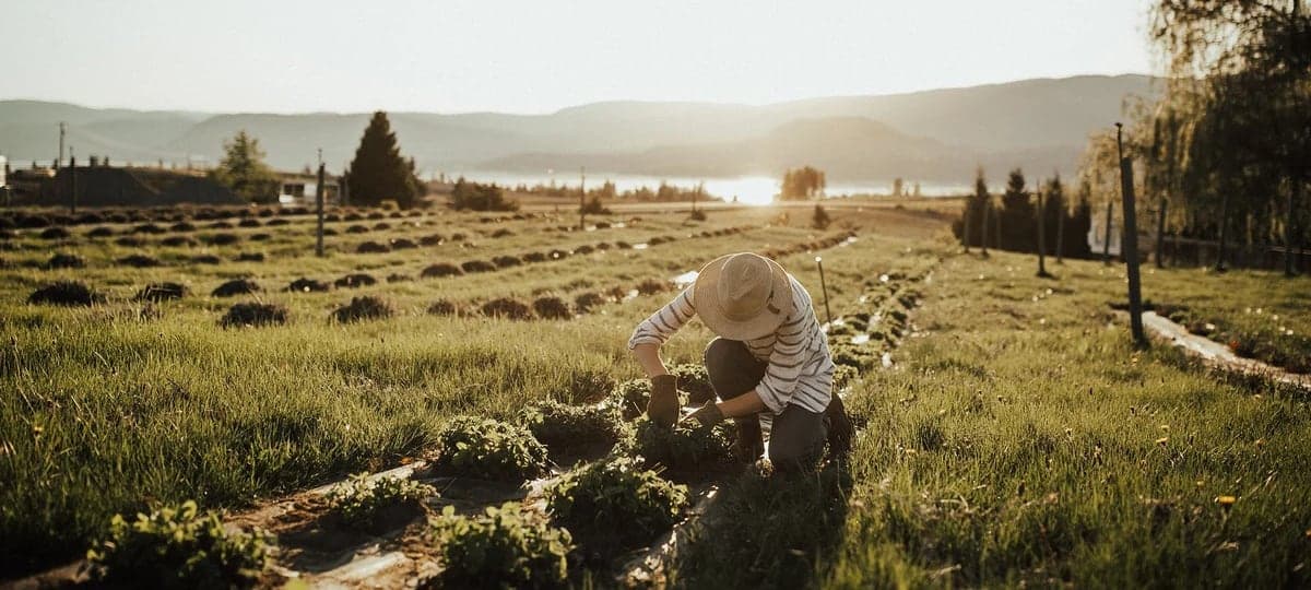 Okanagan Lavender & Herb Farm in Kelowna