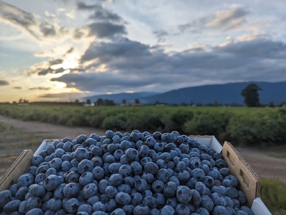MNSD Aujla Farm Ltd. in Coquitlam · Metro Vancouver