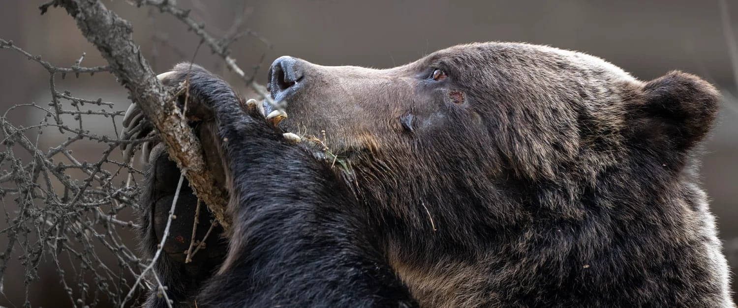 All In The Wild Gallery in Banff · Calgary & the Rockies
