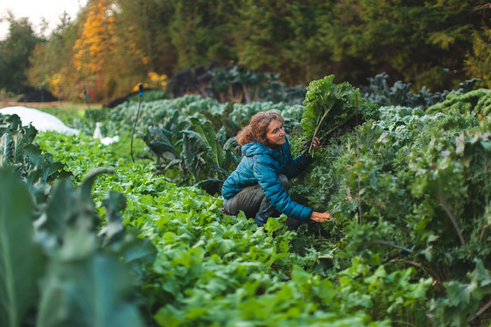 Kingfisher Farm Market in Surrey · Metro Vancouver
