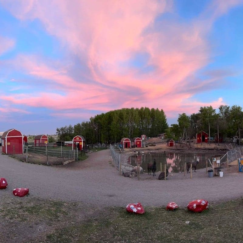 Butterfield Acres Petting Farm in Calgary · Calgary & the Rockies