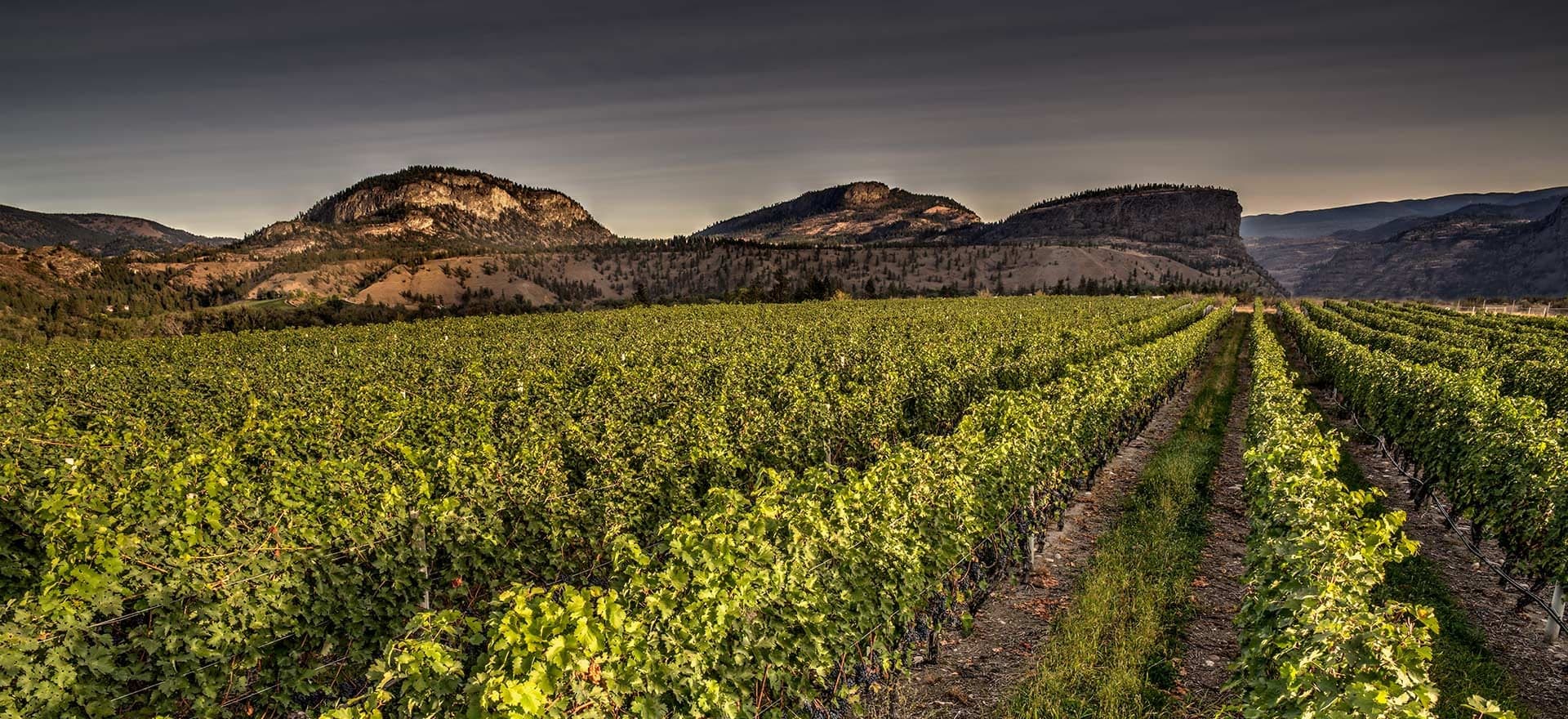 Township 7 Vineyards & Winery - Naramata Bench in Penticton · Okanagan