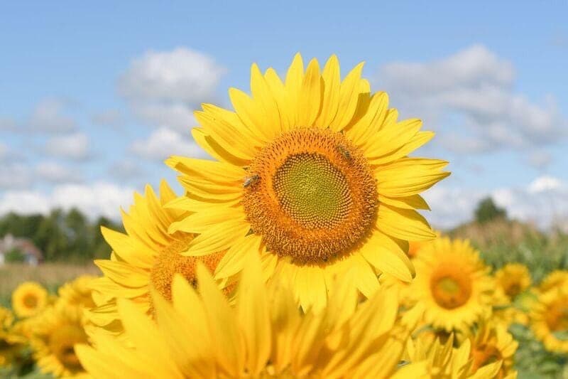 Campbell's Cross Farm-Sunflower Farm in Brampton