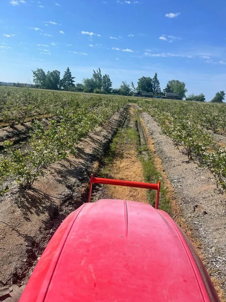 Mahapreet Blueberry Farm Ltd in Surrey